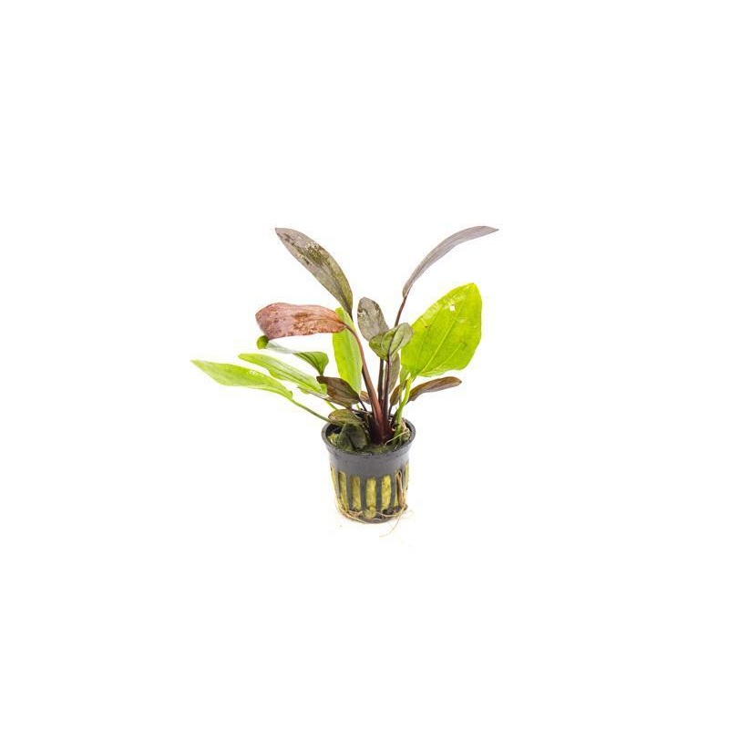 TCulture Echinodorus Red Flame (Pot)
