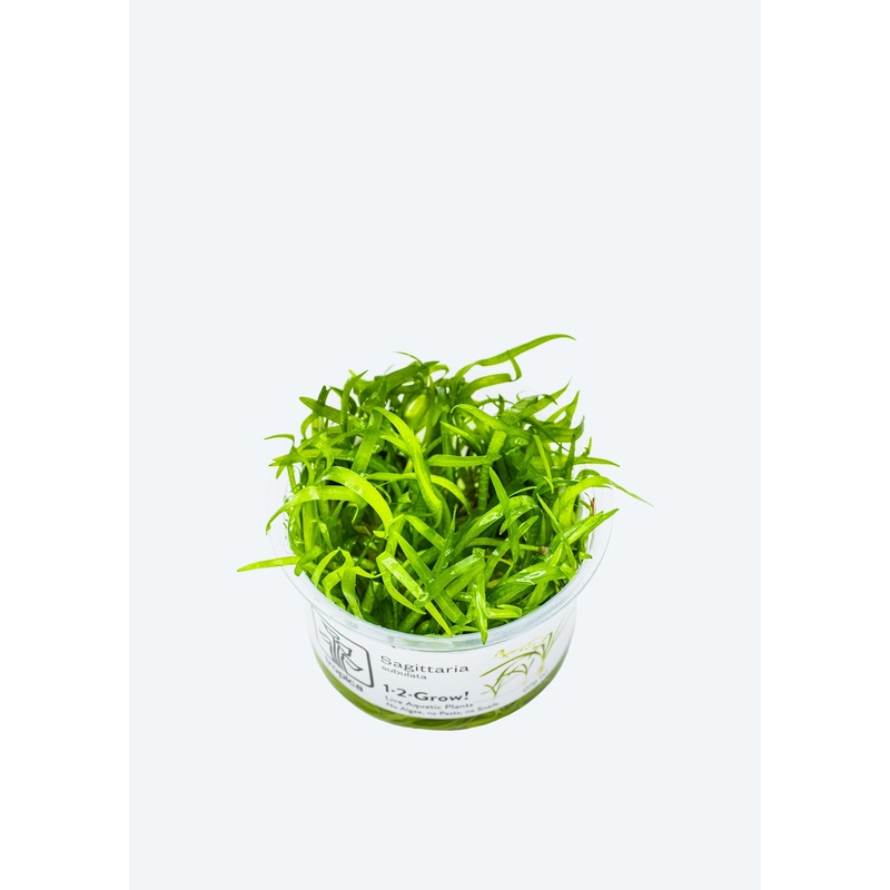 1-2-Grow! Sagittaria subulata