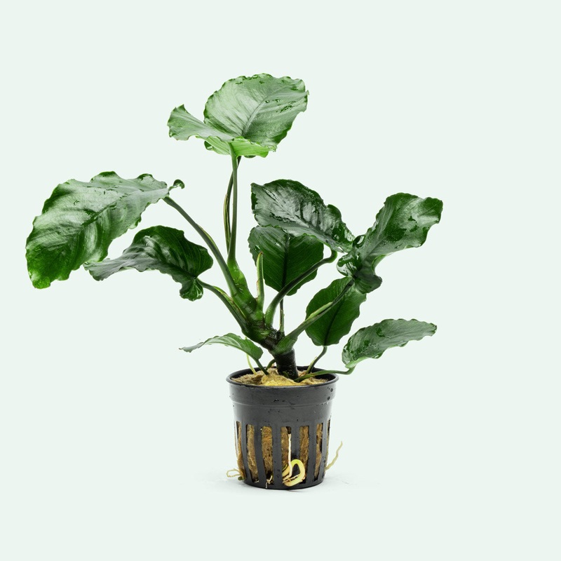 Anubias Emerald Bloom