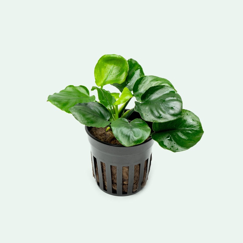 Anubias Round Leaf Golden Coin