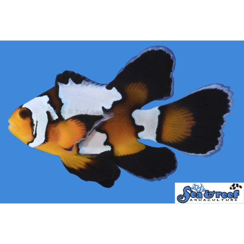 Clown – Black Ice LongFin