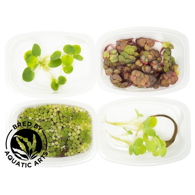CYO Floating Plant Combo,  Grown!