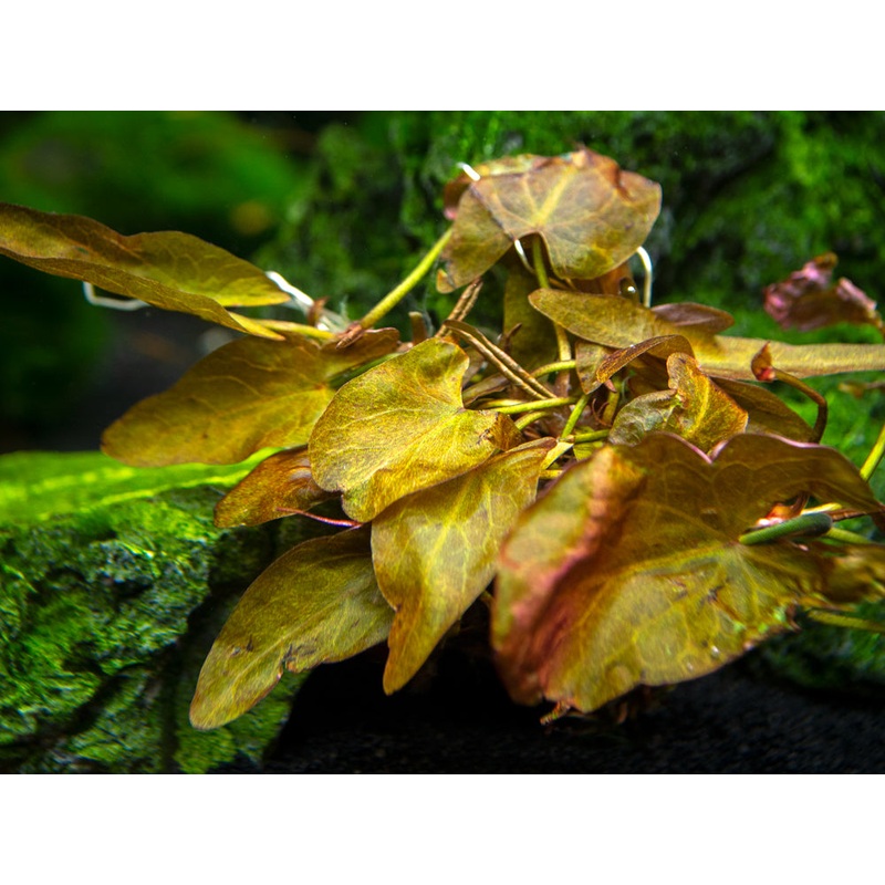 Dwarf Aquarium Lily (Nymphaea stellata), Bulb