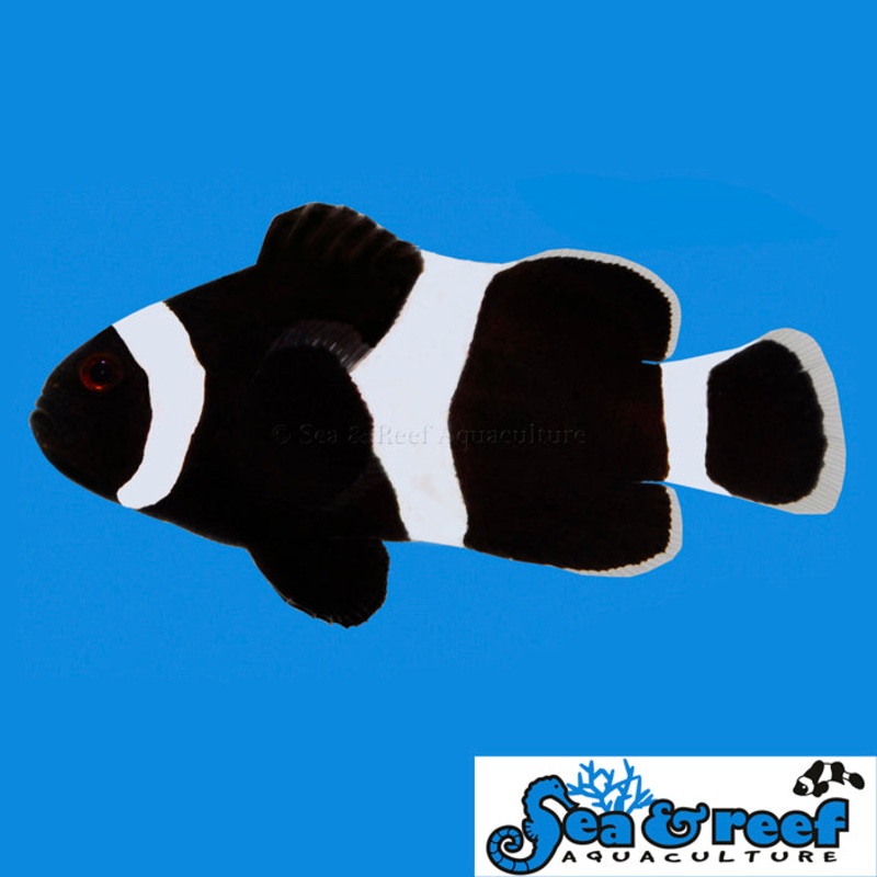 Clown – Ocellaris Black