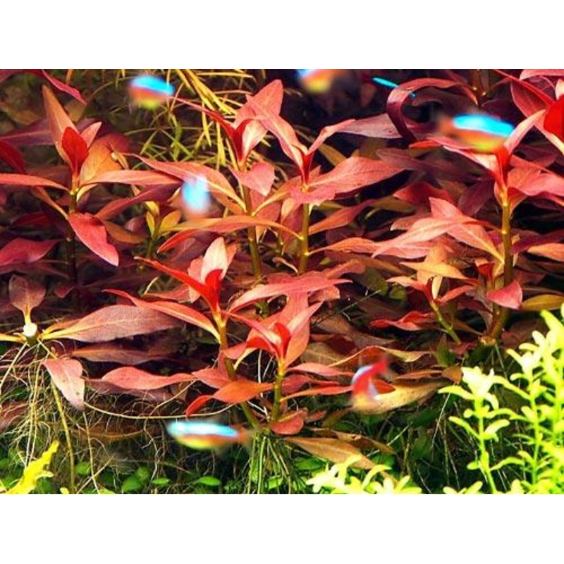 TCulture Ludwigia Glandulosa (Pot)