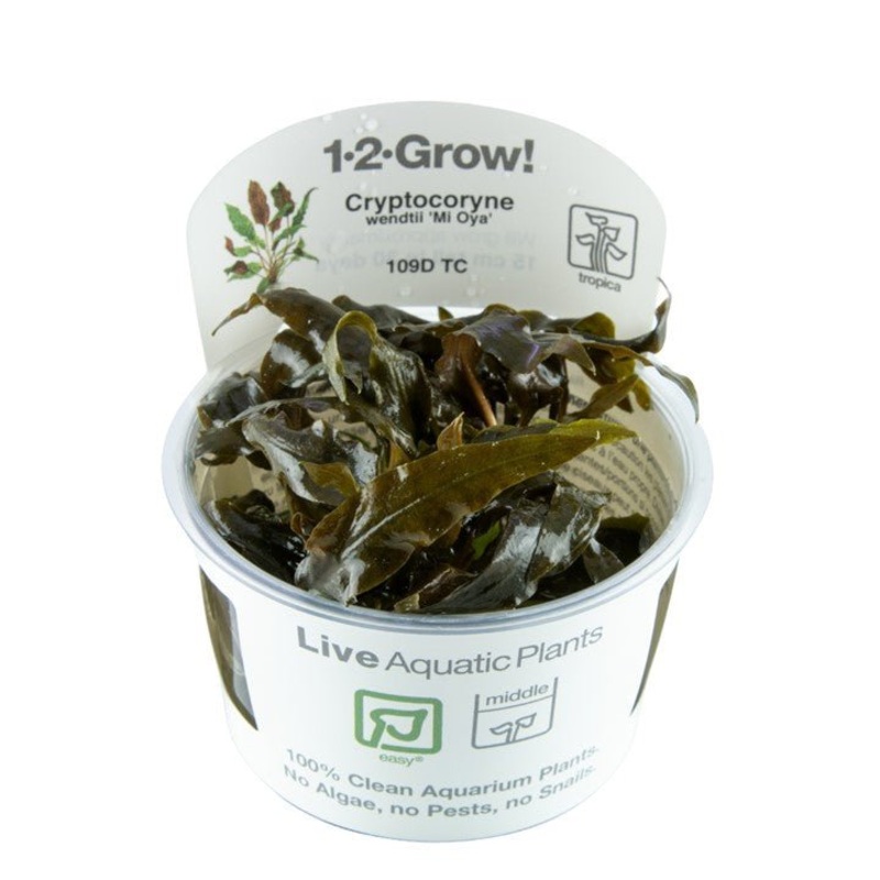 Tropica Cryptocoryne wendtii ‘Mi Oya’ 1-2-Grow!