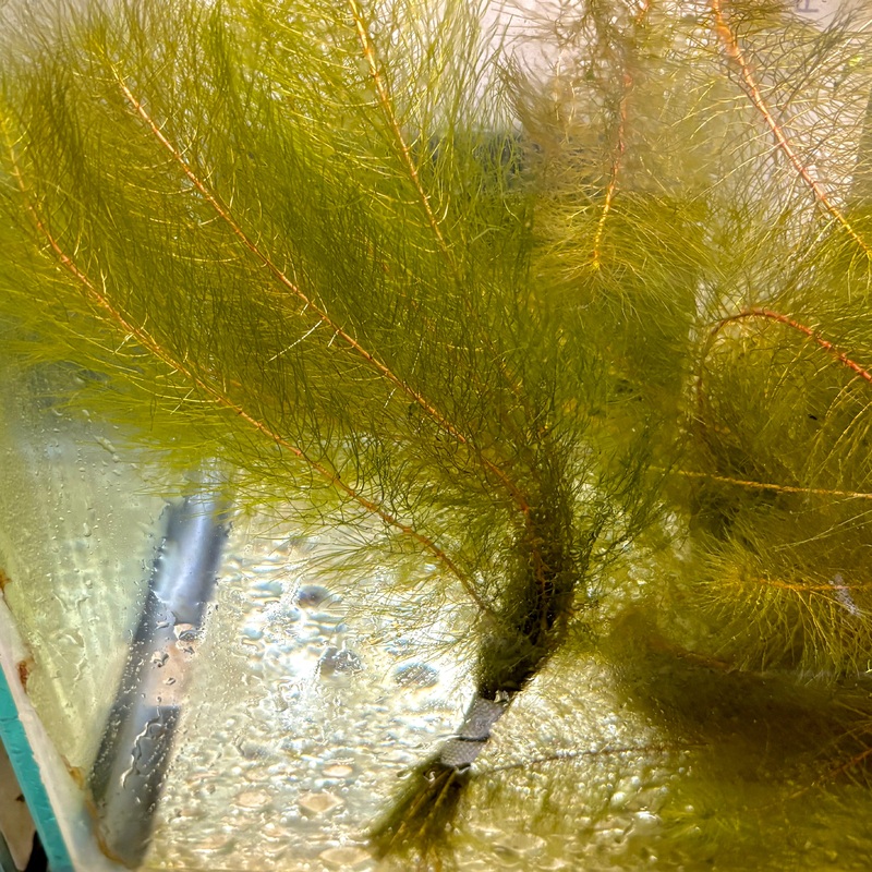 Foxtail (Myrio) Red
