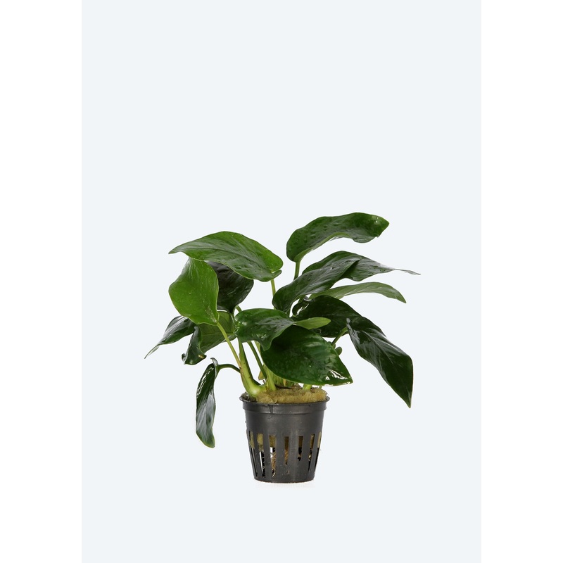 Anubias barteri var. barteri