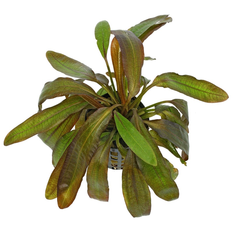TCulture Echinodorus ‘Red Rubin’ (Pot)