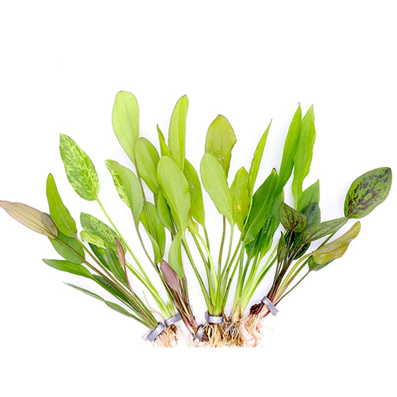Assorted Sword Plants (Echinodorus sp.)  Bunched or Potted