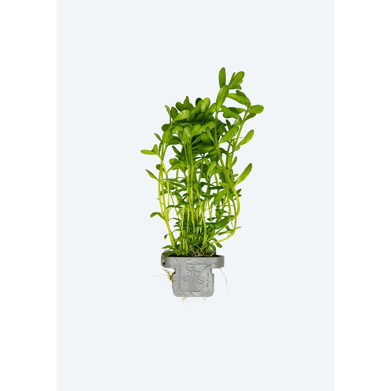 Bacopa ‘Compact’ Clip