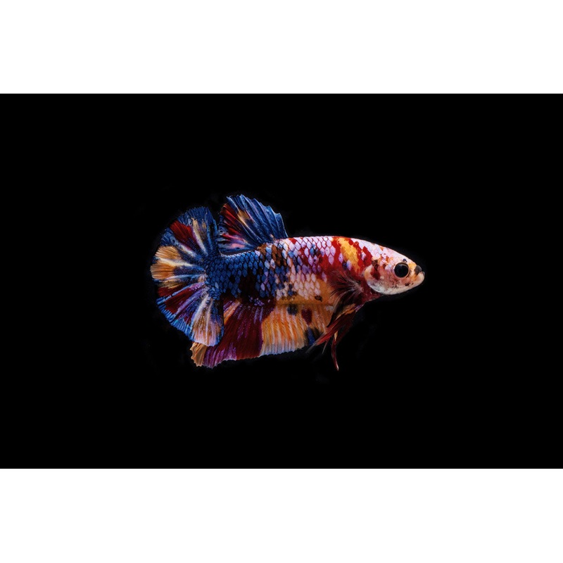 Koi Galaxy Male Betta Fish