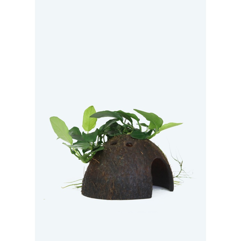 Anubias barteri nana on coconut
