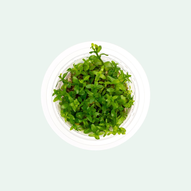 Bacopa Caroliniana Tissue Culture