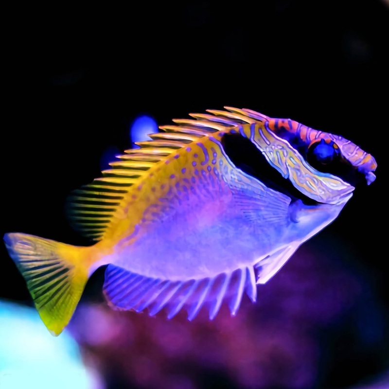 Barred Rabbitfish