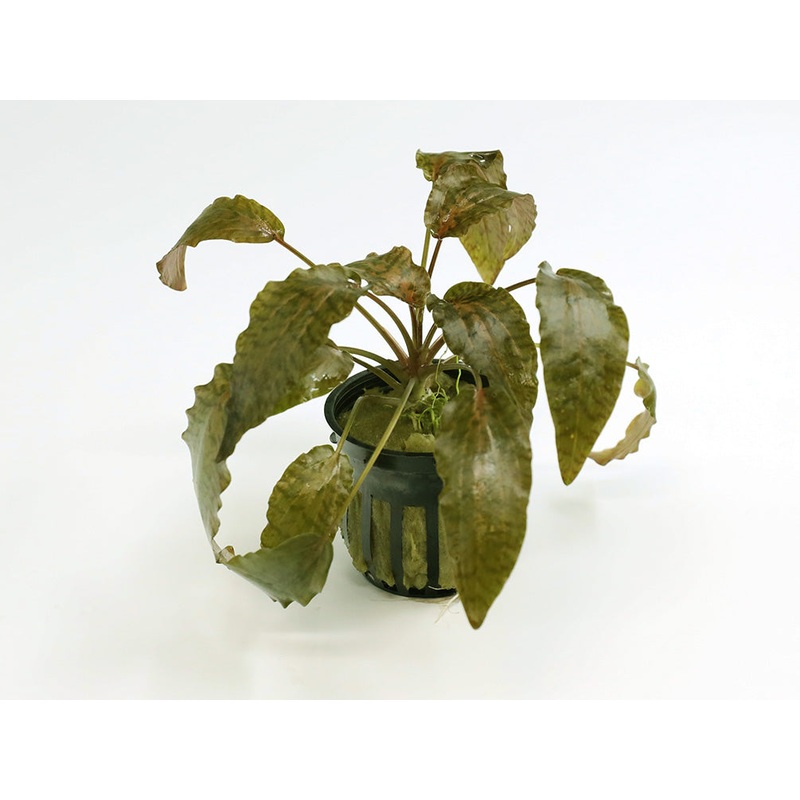 Rosen Maiden Crypt.  (Cryptocoryne nurii ‘Rosen Maiden’) Potted