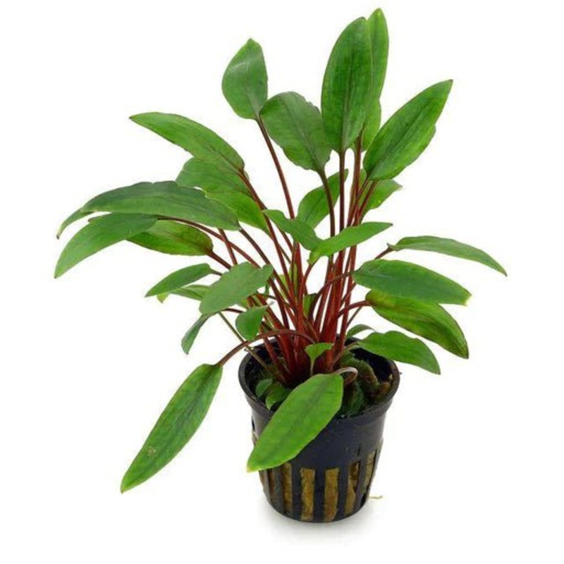 TCulture Cryptocoryne Becketii (Pot/TC Cup)