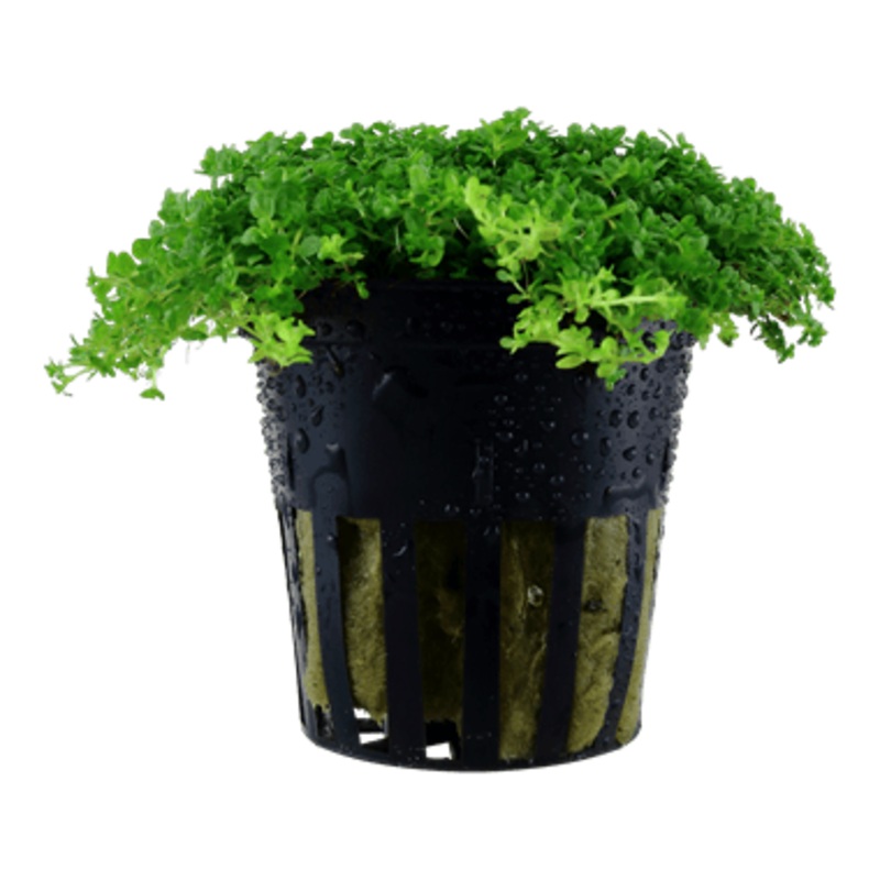 Tropica Hemianthus Callitrichoides ‘Cuba’