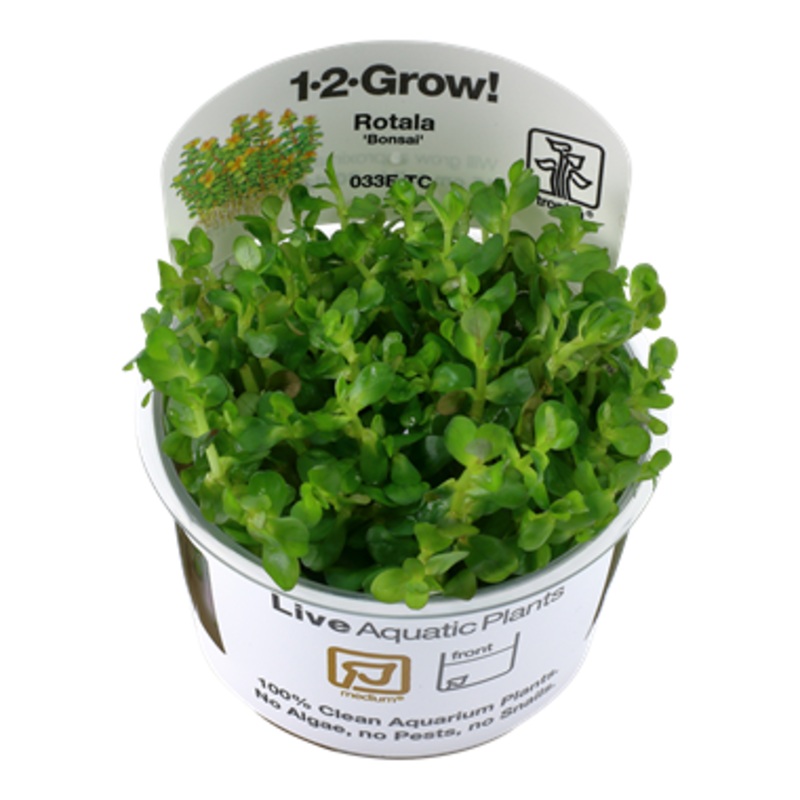 Tropica Rotala ‘Bonsai’ 1-2-GROW!