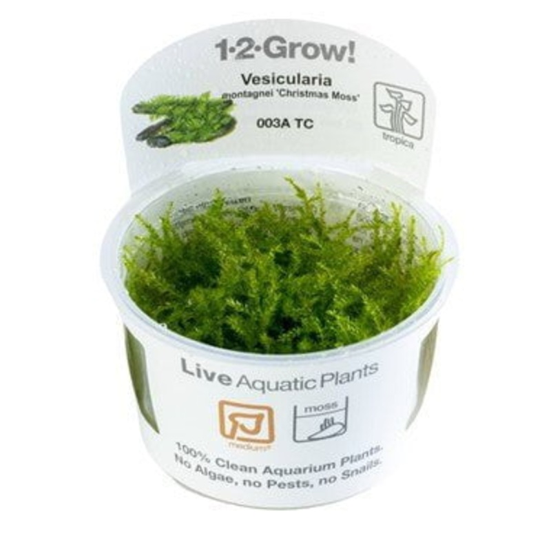 Tropica Vesicularia montagnei ‘Christmas Moss’ 1-2-GROW!