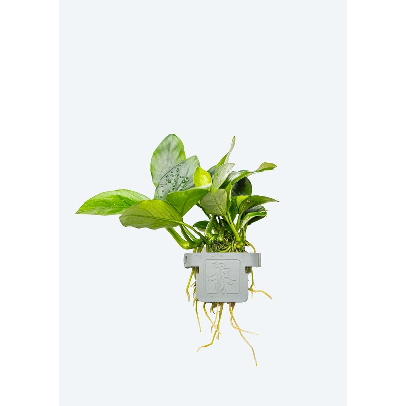 Anubias barteri nana Clip