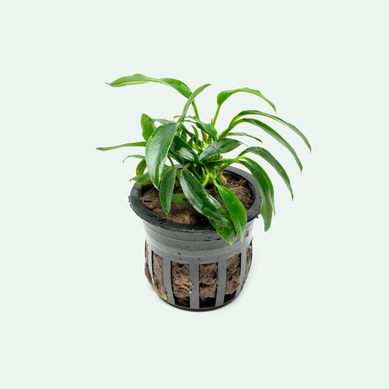 Anubias Chili Jalapeo