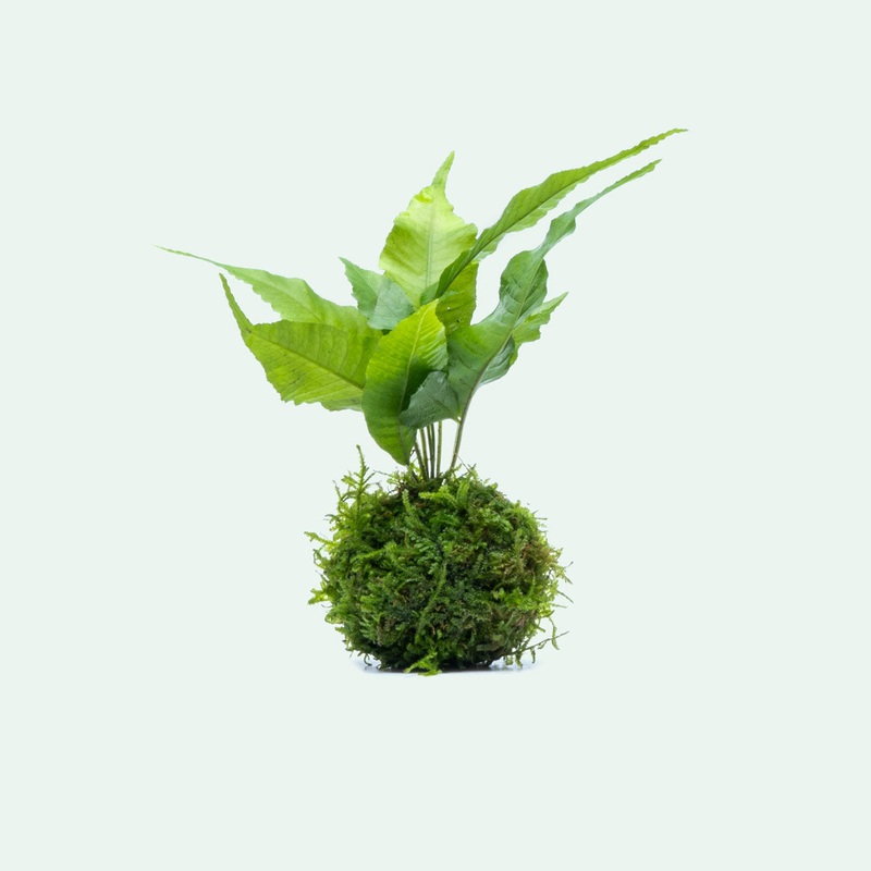 Bolbitis Heteroclita on Christmas Moss Sphere