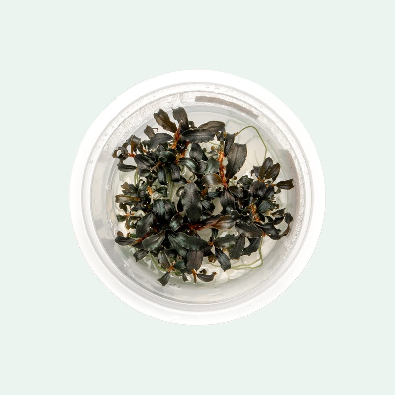 Bucephalandra Red Mini Tissue Culture