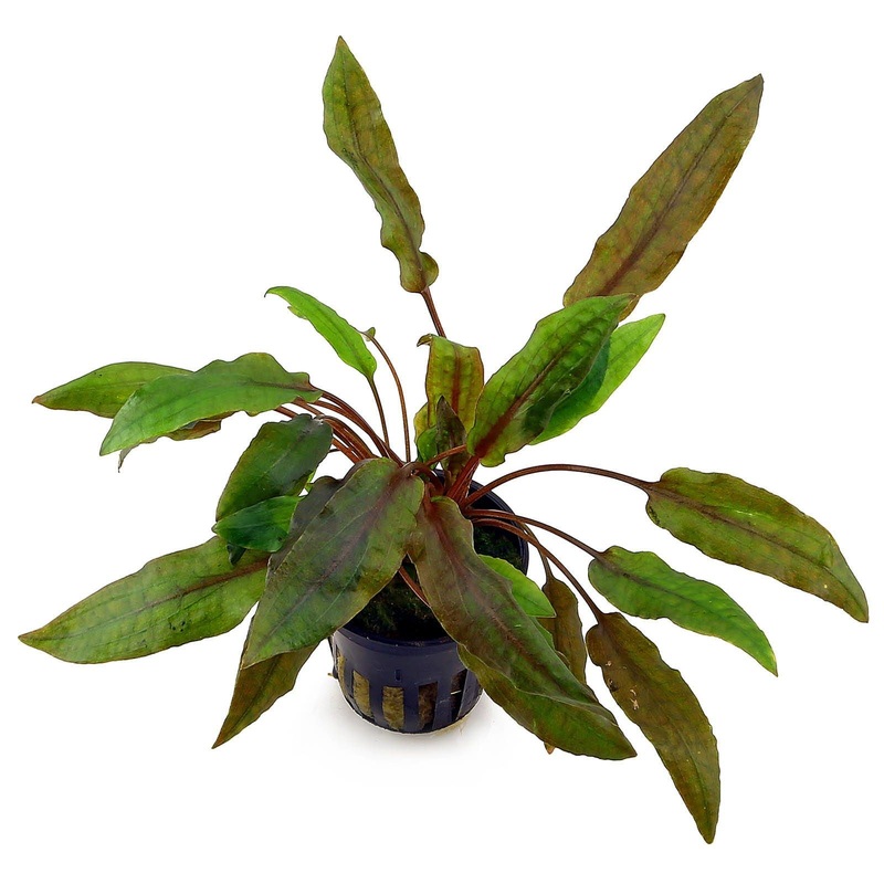 TCulture Cryptocoryne Wendtii Mi Oya (Pot/TC Cup)