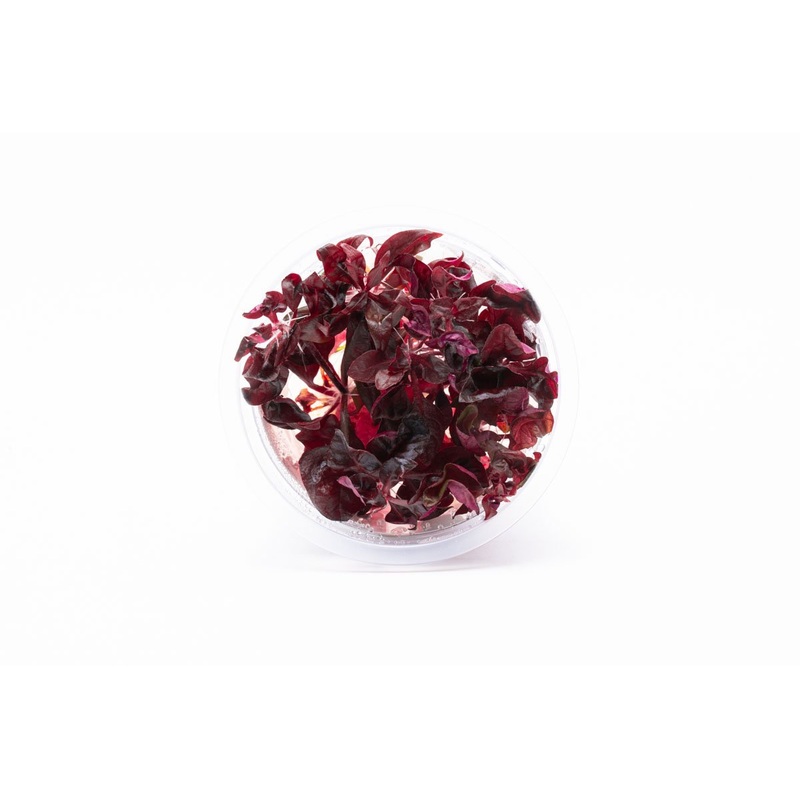 Alternanthera Lilacina Aquatic Farmer Tissue Culture