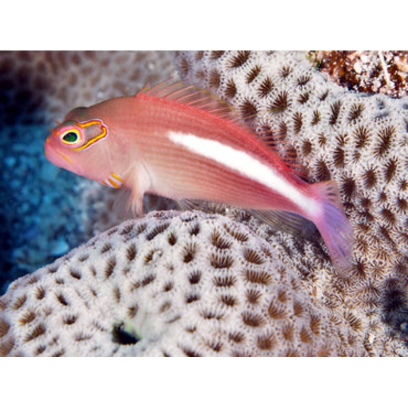 Arceye Hawkfish