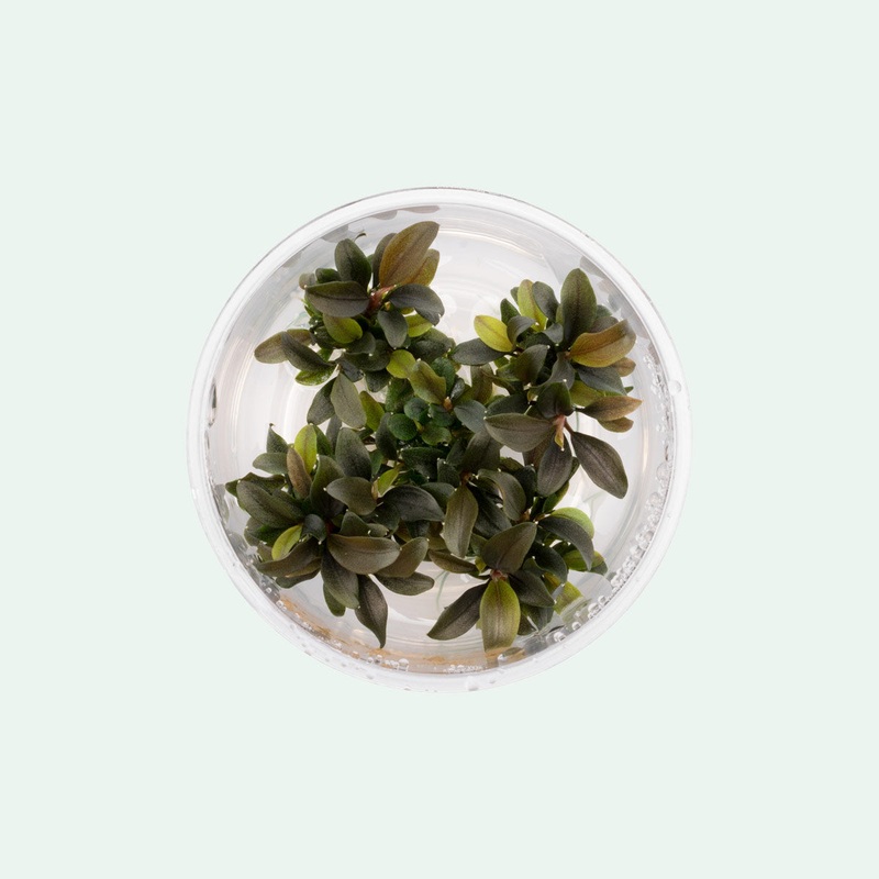 Bucephalandra Red Mini