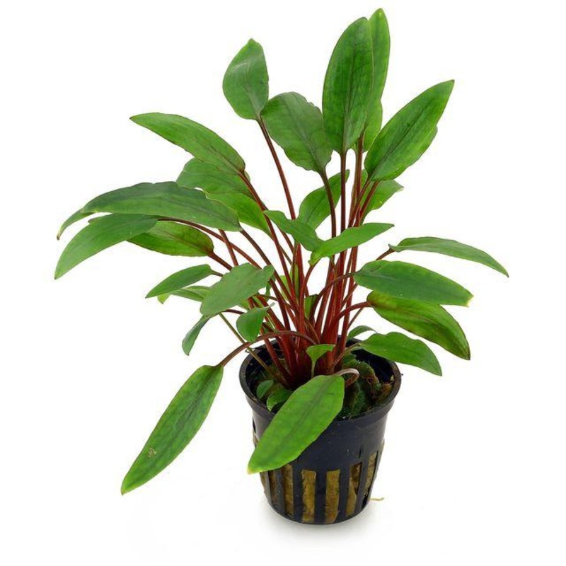 TCulture Cryptocoryne Beckettii ‘Petchii’ (Pot/TC Cup)