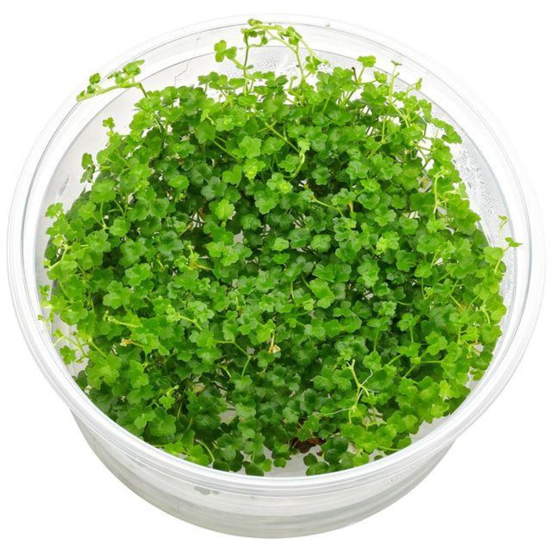 TCulture Hydrocotyle tripartita Mini
