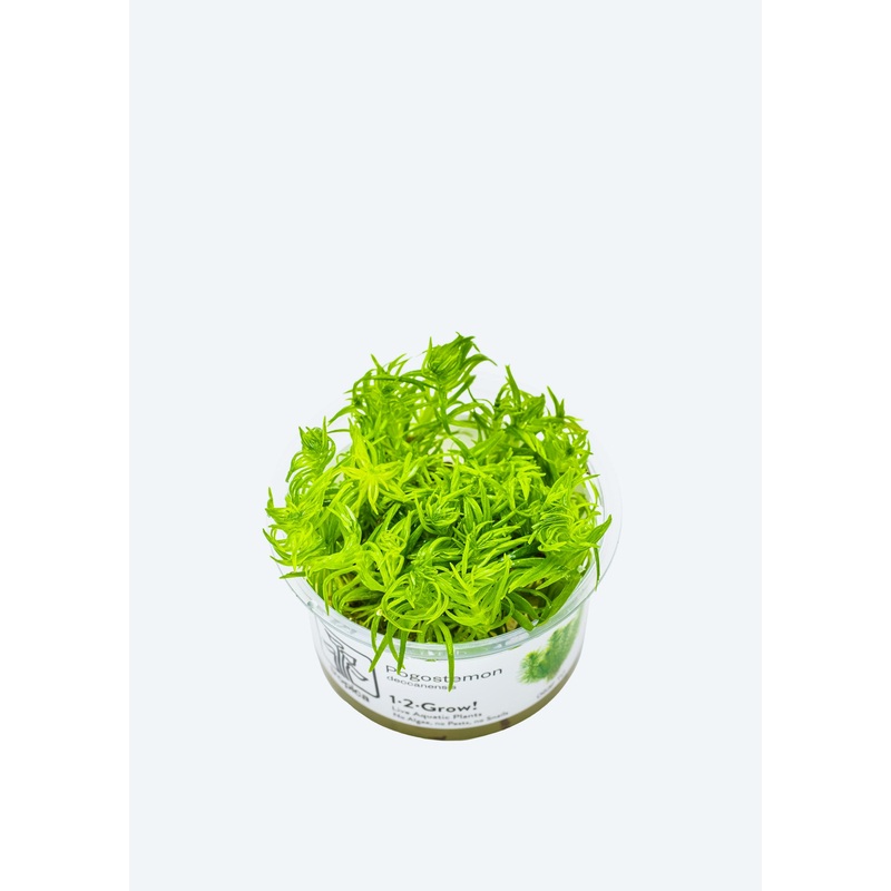 1-2-Grow! Pogostemon deccanensis