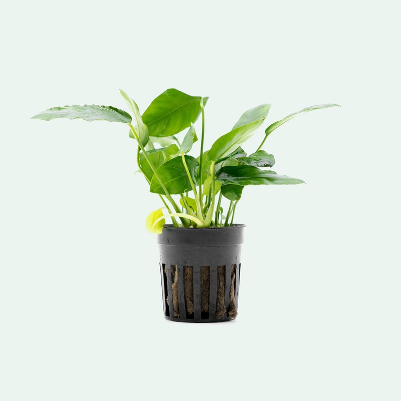 Anubias Paxing
