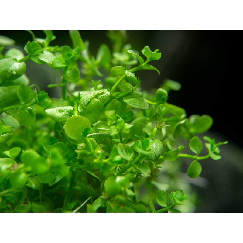 Monte Carlo (Micranthemum Monte Carlo), pot