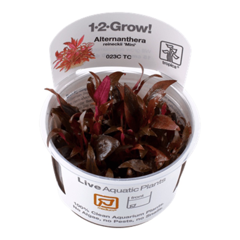 Tropica Alternanthera reineckii ‘Mini’ 1-2-Grow!