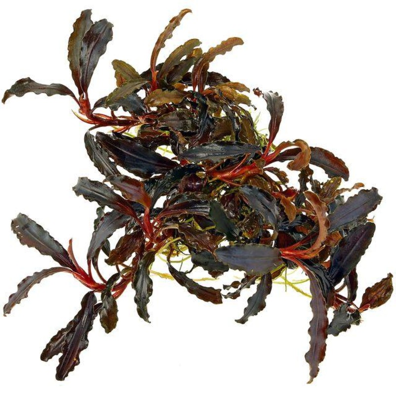 Tropica Bucephalandra ‘Kedagang’ 1-2-Grow!