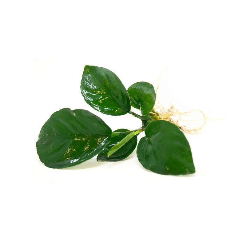 Anubias barteri – Bare Root