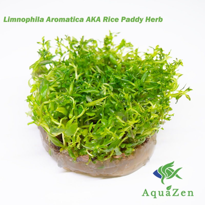 Limnophila Aromatica AKA Rice Paddy Herb (Limnophila aromatica), Tissue Culture