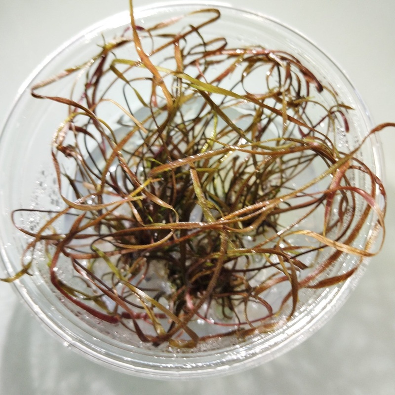 TCulture Cryotocoryne tonkinesis (TC Cup)