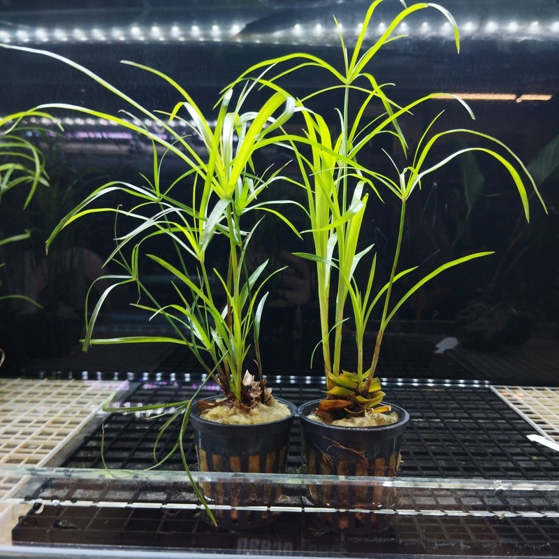 TCulture Cyperus Alternifolius (Pot)