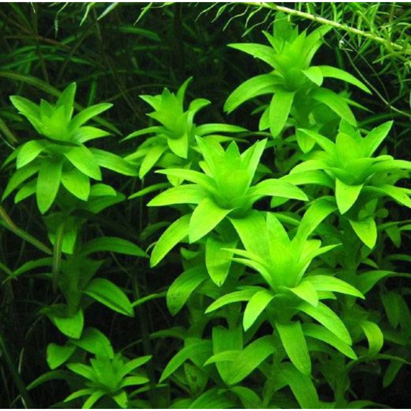 TCulture Tonina Fluviatilis (Pot)