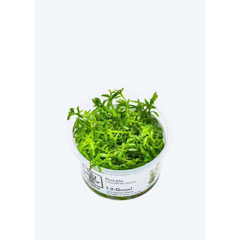 1-2-Grow! Rotala rotundifolia ‘Green’