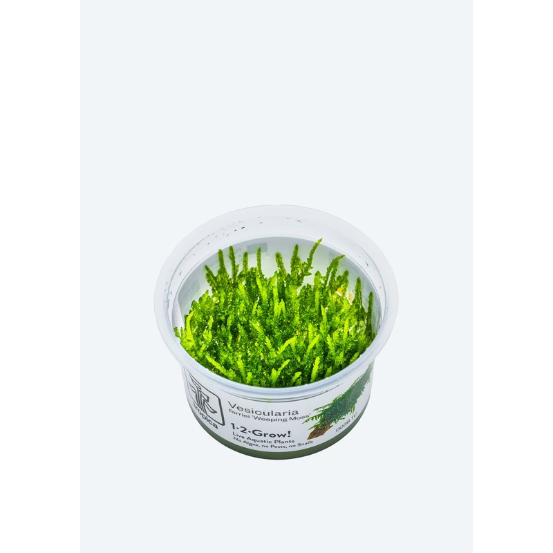 1-2-Grow! Vesicularia ferriei ‘Weeping’