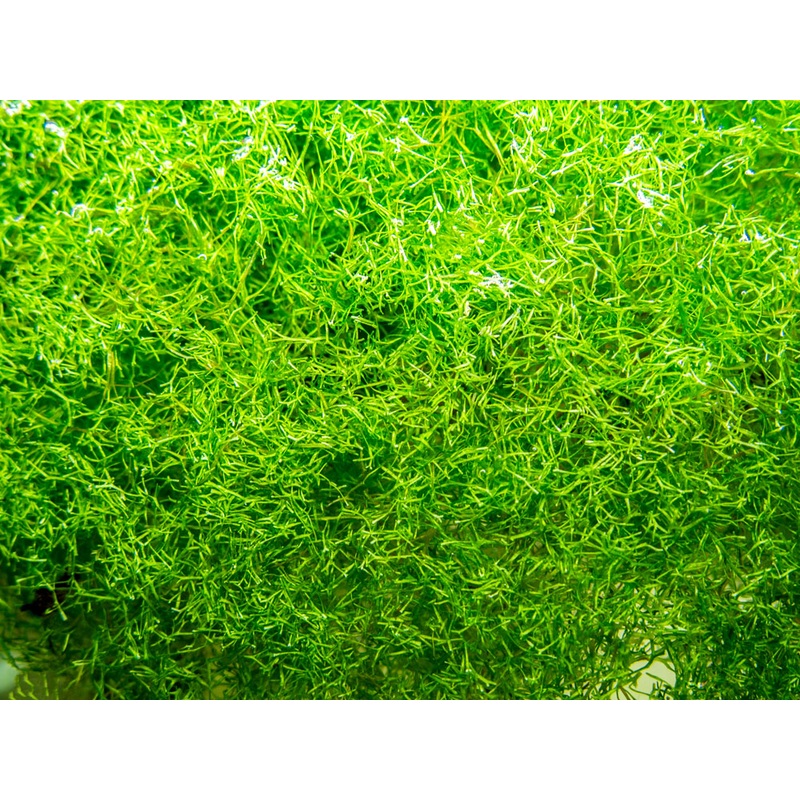 Crystalwort (Riccia fluitans), portion