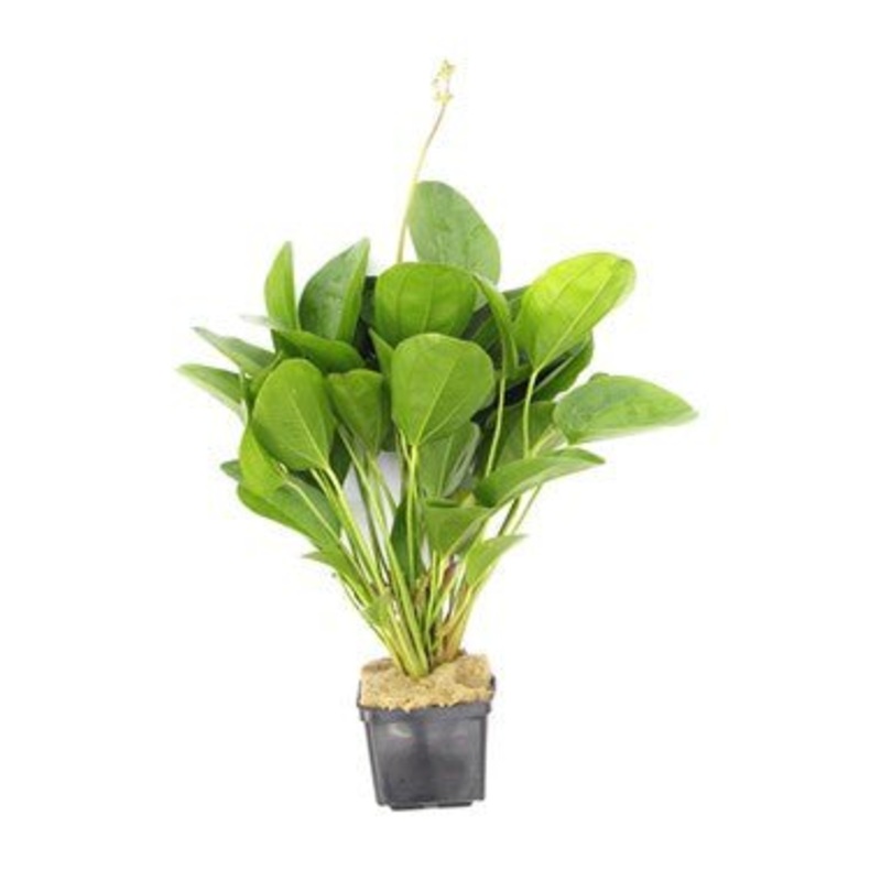 Dennerle Echinodorus ‘Small Bear’ XXL