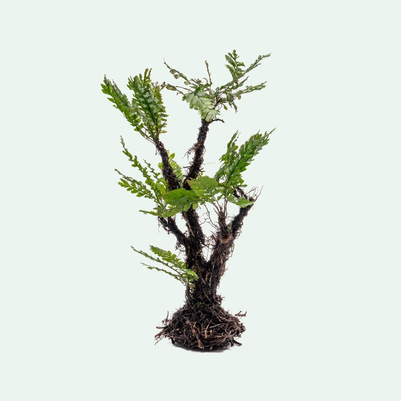 Trichomanes Javanicum – Bonsai Tree