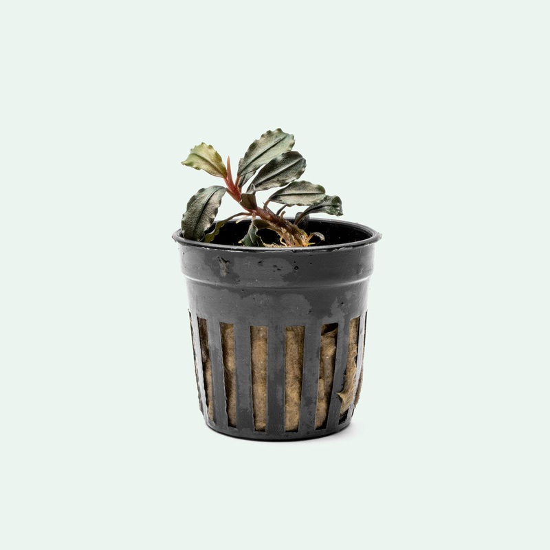 Bucephalandra Brownie Kapuas